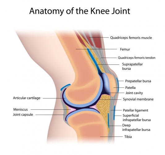 Image of the knee joint