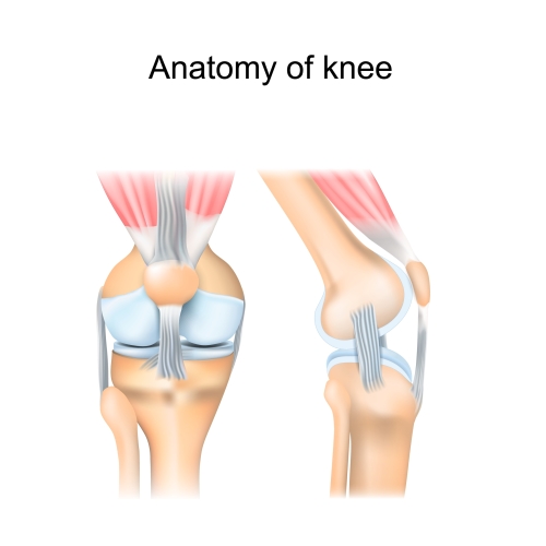 Image of the knee