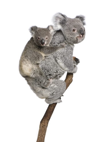 koala with baby on its back