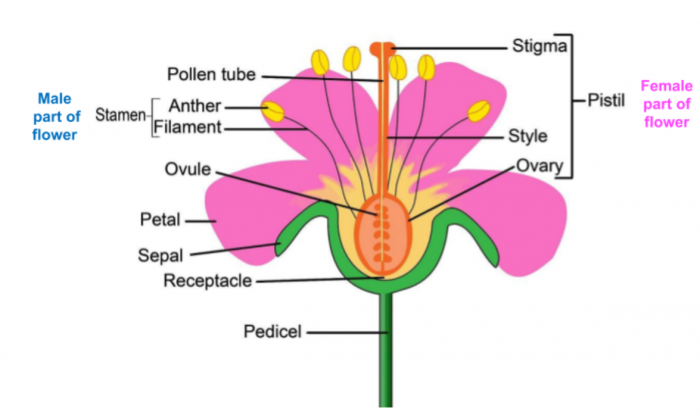 Identify the Parts of a Flower Involved in Reproduction ...