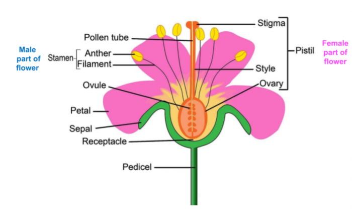 Identify The Parts Of A Flower Involved In Reproduction Worksheet Edplace