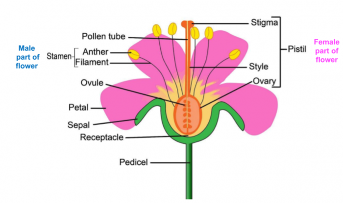 Explain how a Plant Reproduces Worksheet - EdPlace