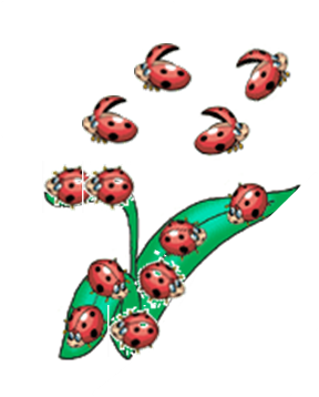 ladybirds on a leaf