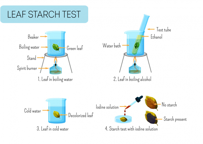 Image of experiment for leaf starch test
