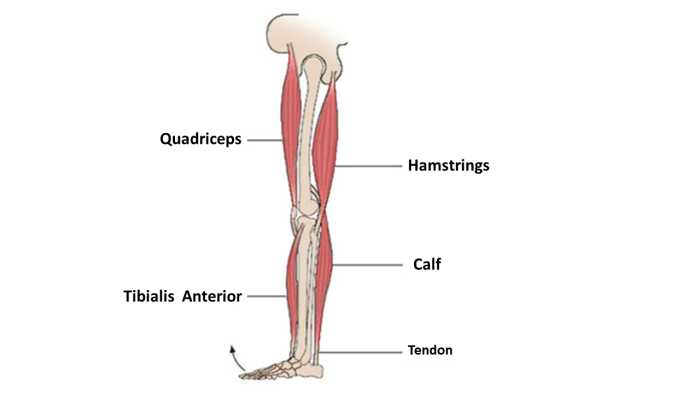 Image of leg muscles labelled