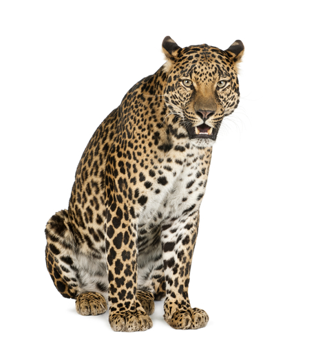 leopard roaring