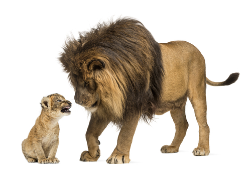 lion and cub