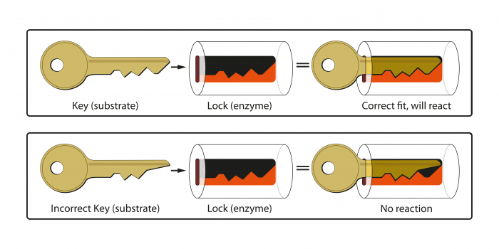 Lock and Key idea with enzymes