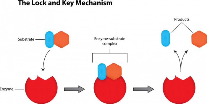 The lock and key structure of enzymes