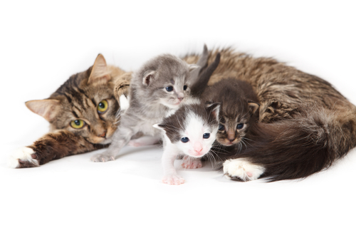cat and three kittens