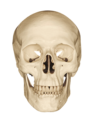 Image of the human skull