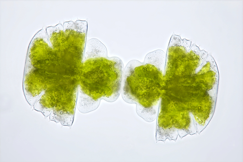 Image of algae
