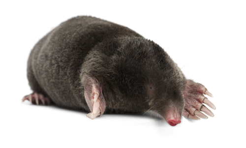 A mole