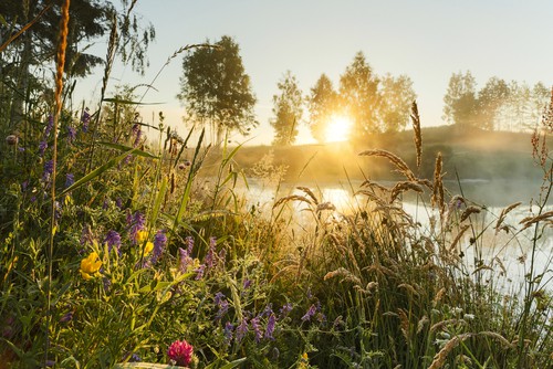 Wild flowers near water