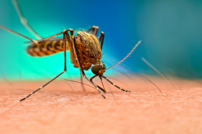 Image of a mosquito