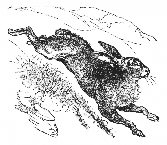 An illustration of a hare