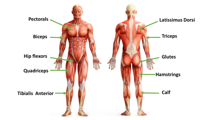 Image of the muscles of the body