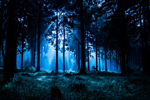 forest at  night