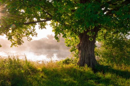 summer scene oak tree