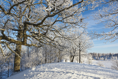 winter snowy scene tree