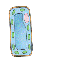 palisade cell in a leaf