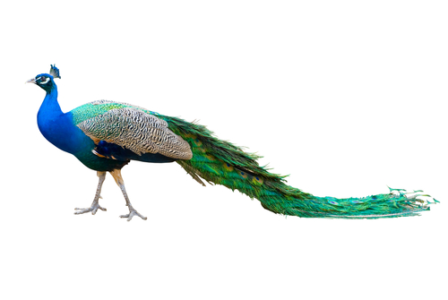 a peacock