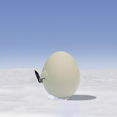 Penguin egg