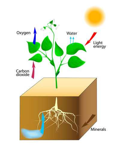 Image of plant photosynthesising