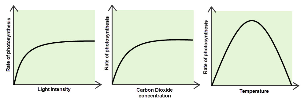 Image of graphs showing limiting factors