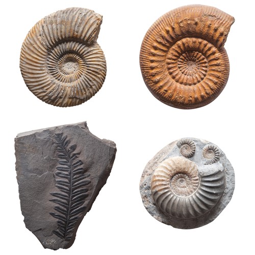 Image of fossils