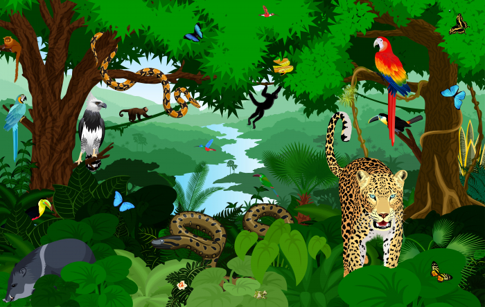 A rain forest habitat