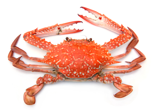 Crab