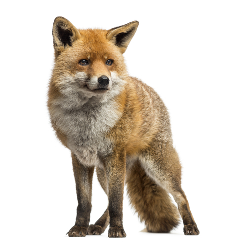 Fox