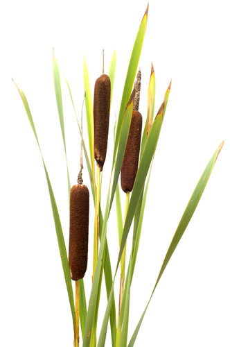 Bulrushes