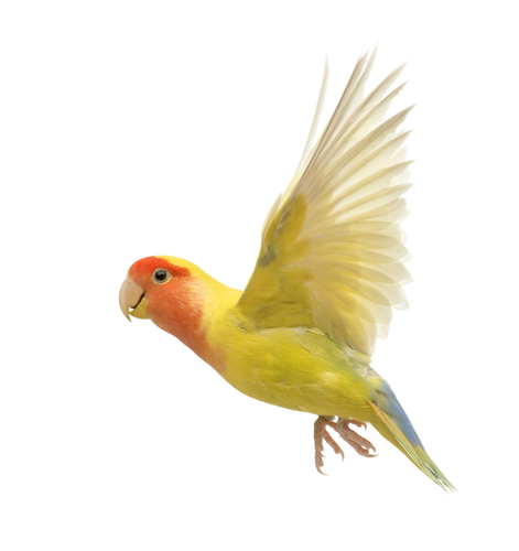 multi-coloured parrot flapping its wings