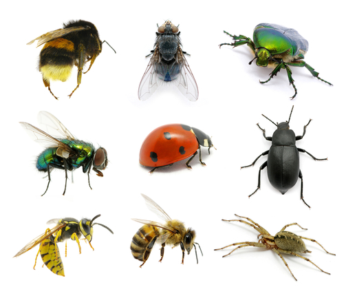 different insects