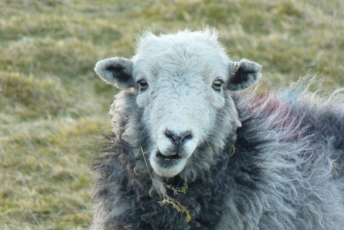 Sheep chewing