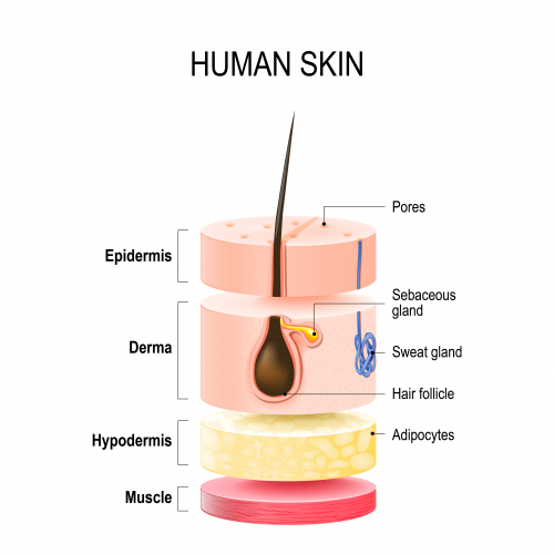 Human skin