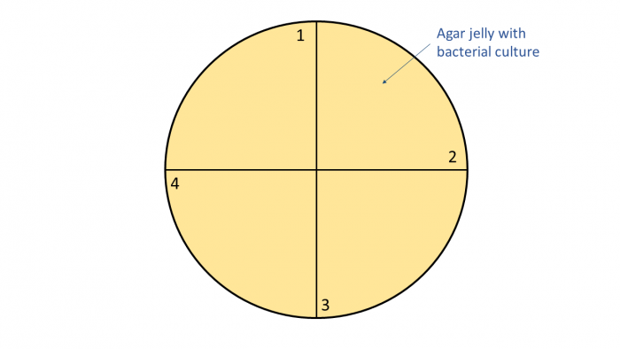 Petri dish with agar jelly and bacterial culture