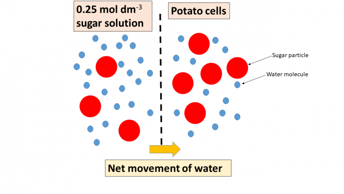 osmosis in potato cells