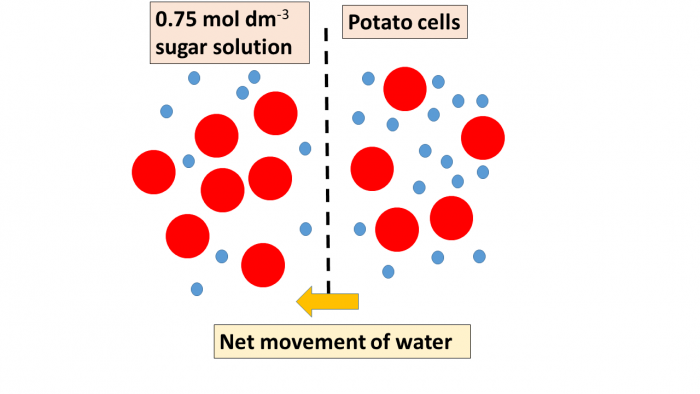 Osmosis in potato cells