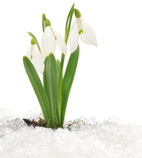 Image of a snowdrop plant