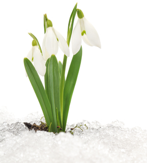 snowdrops growing in snow