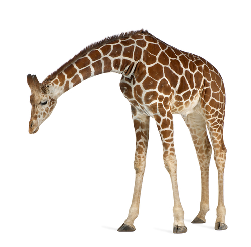 a giraffe