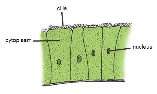 Image of ciliated cells