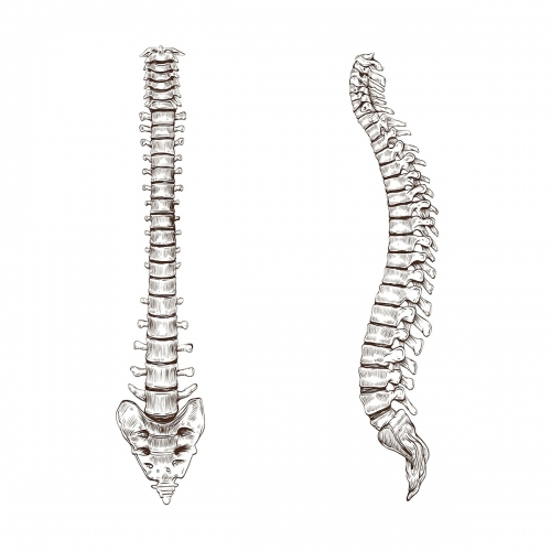 Image of the spine