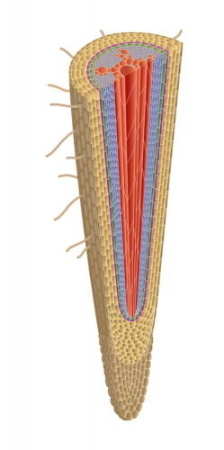 plant root hairs