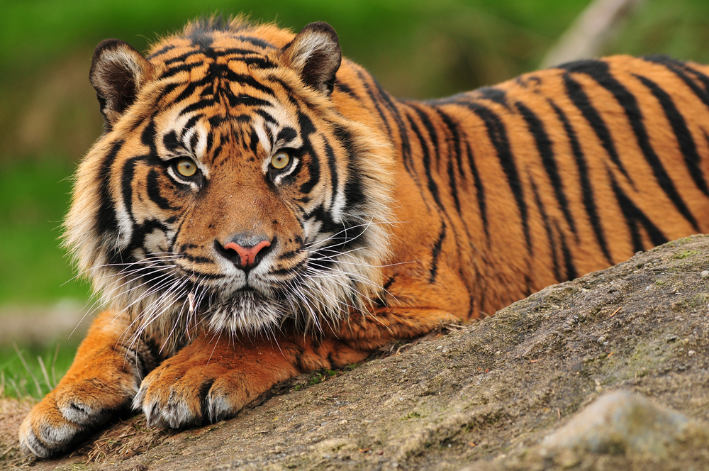 A tiger