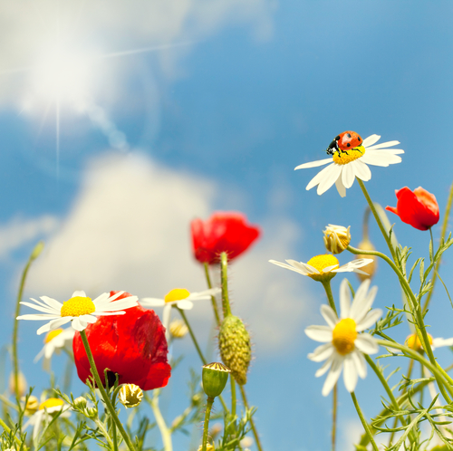 summer wildflower meadow