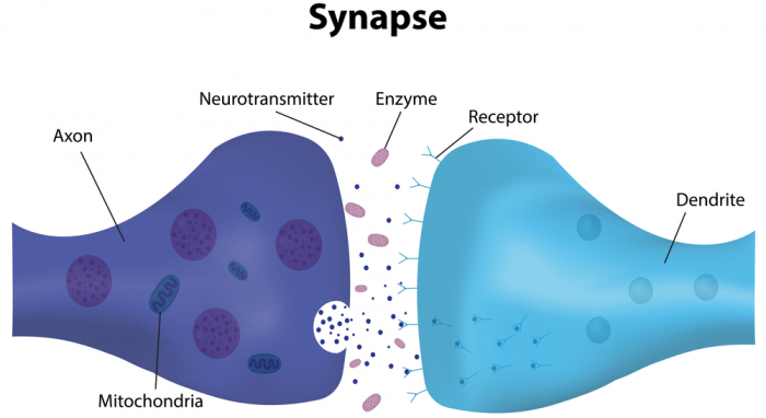 image of synapse